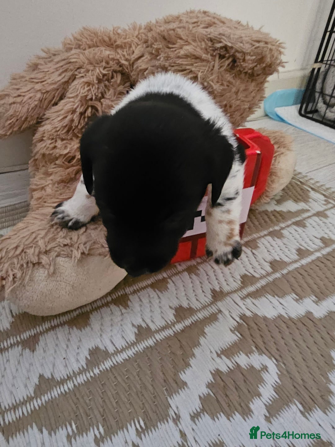 Mixed Breed dogs for sale: Small breed puppies Isle Of Anglesey - Image 2