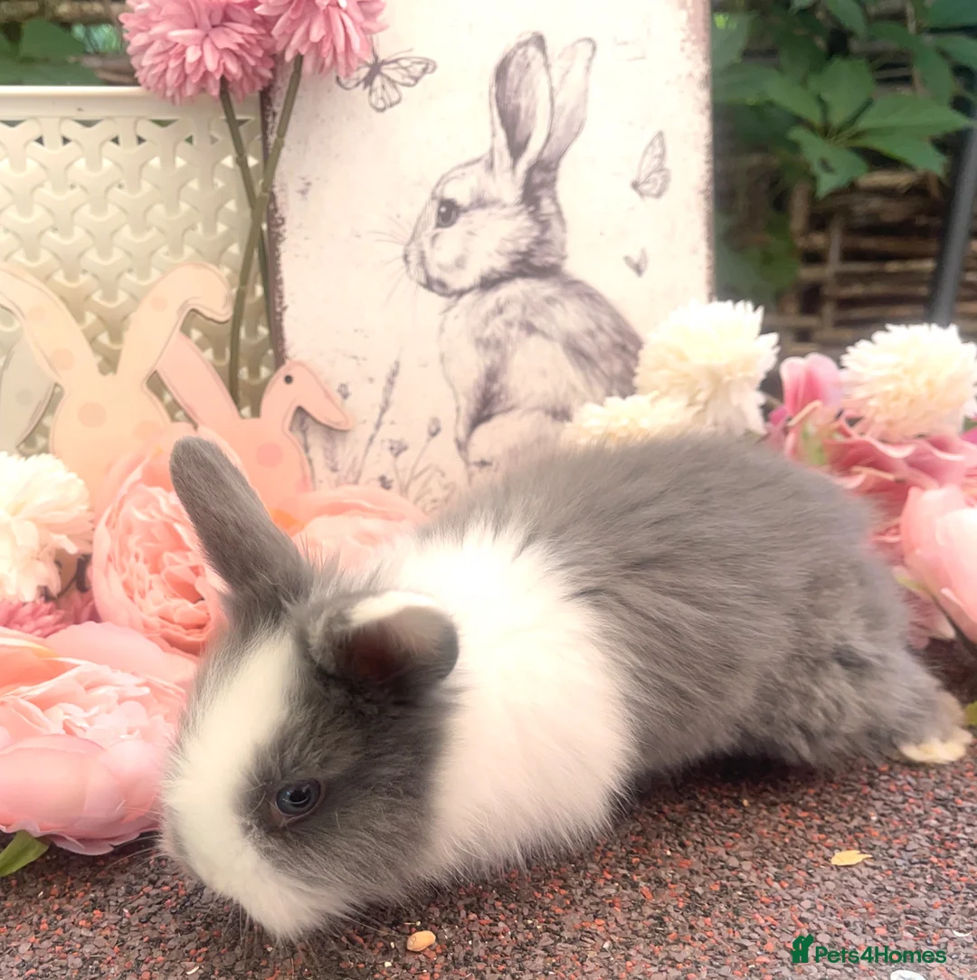Lionhead rabbits for sale: Outstanding Baby Rabbits! - Advert 2