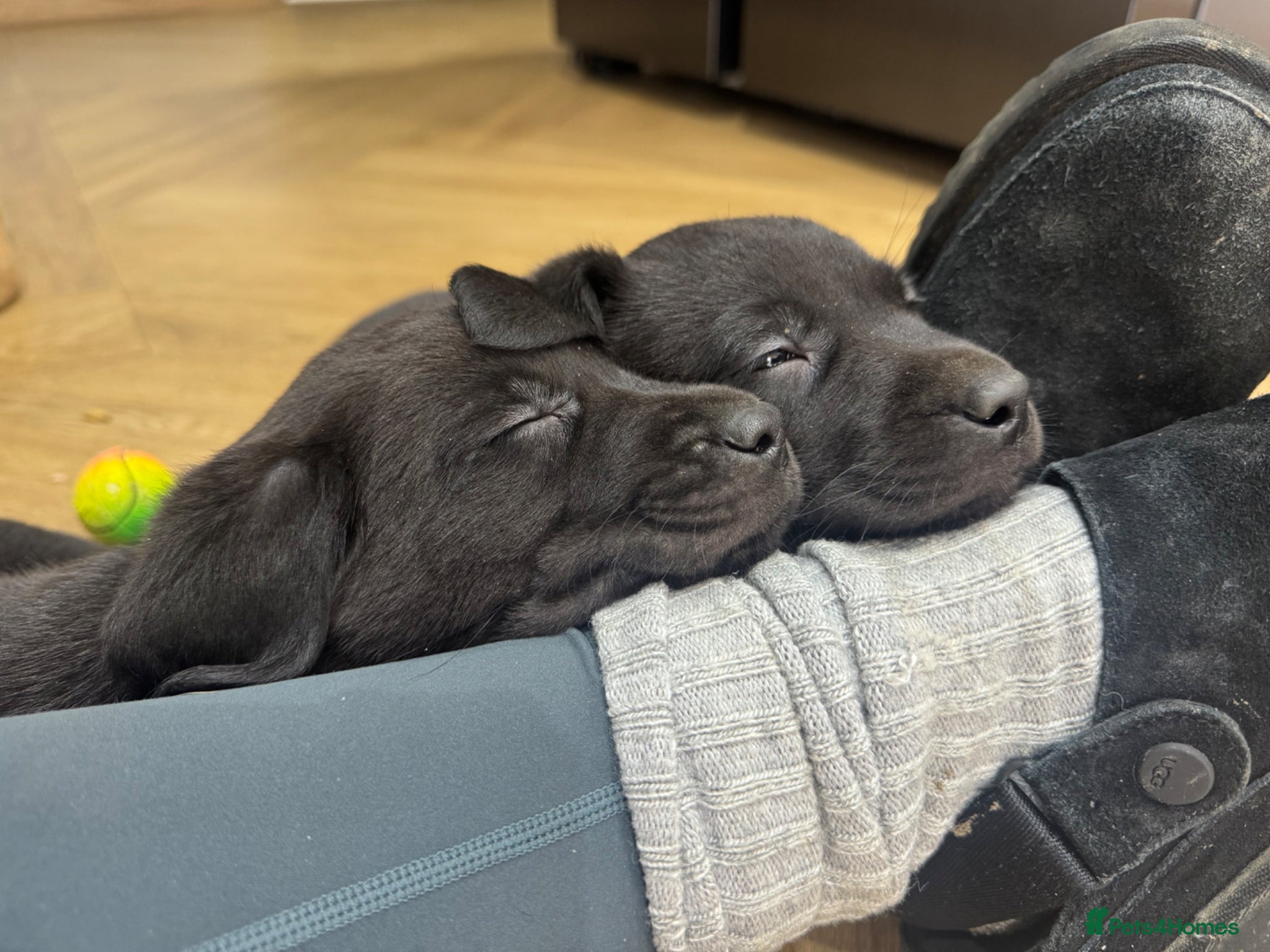 Labrador Retriever dogs KC Labradors - Last 2 Ready to Leave   - Advert 10