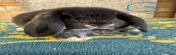 Mini Lop rabbits for sale: Mini Lop Rabbits For Sale - Advert 22
