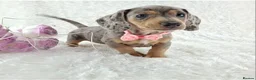 Miniature Dachshund dogs for sale: Stunning Miniature Dachshund Puppies  - Advert 27