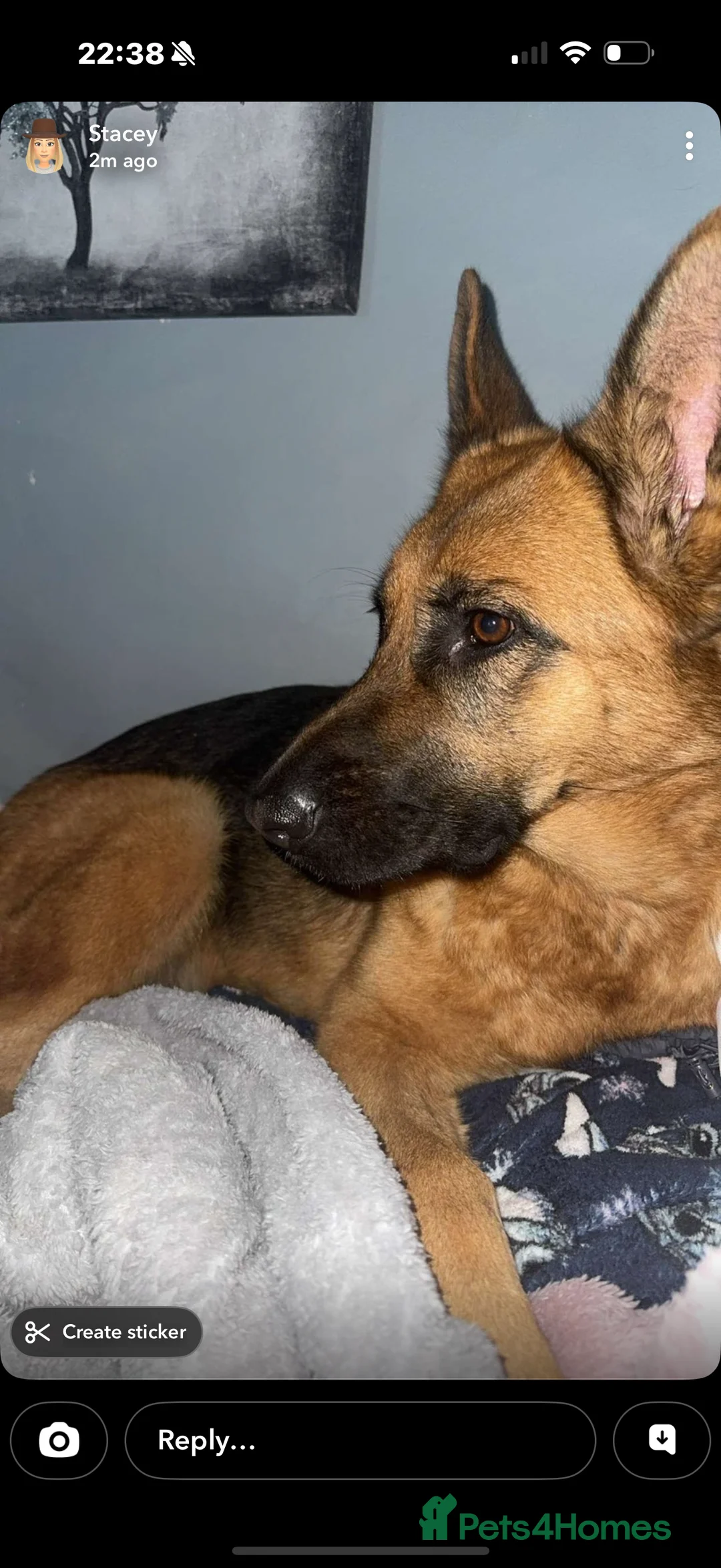 German Shepherd dogs for sale: Beautiful German Shepherd girl - Advert 2