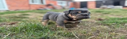English Bulldog dogs for sale: Stunning KC reg English Bulldog puppies. in Newbury - Advert 7