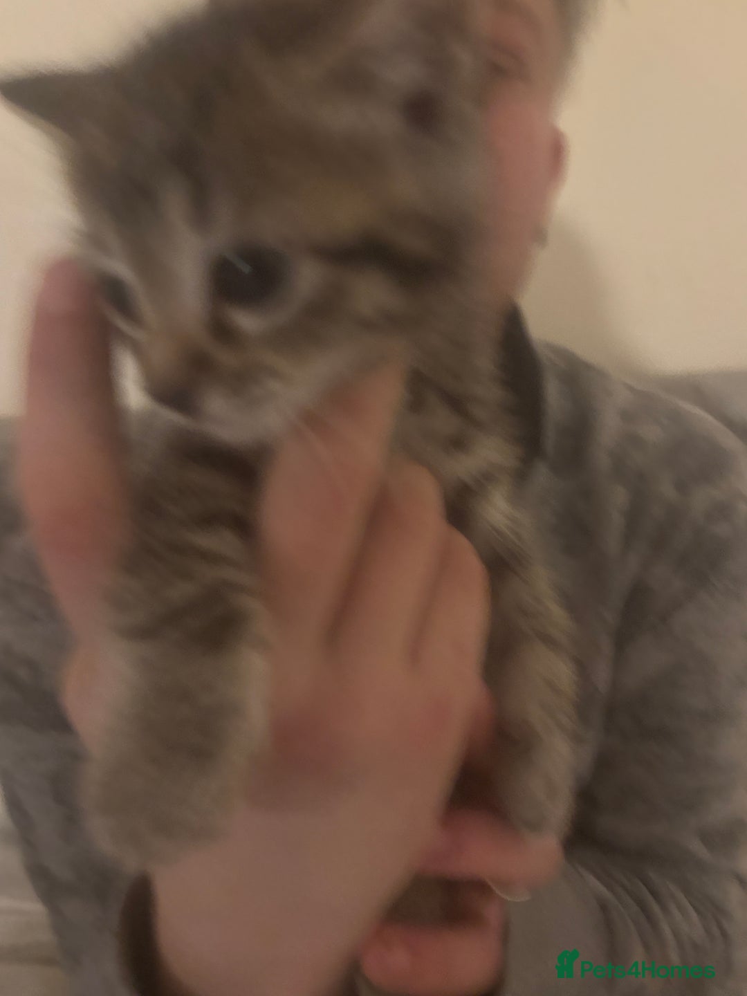 Bengal cats for sale: Bengal kittens  - Advert 8