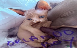 Sphynx cats for sale: canadian sphynx for sale  - Advert 8