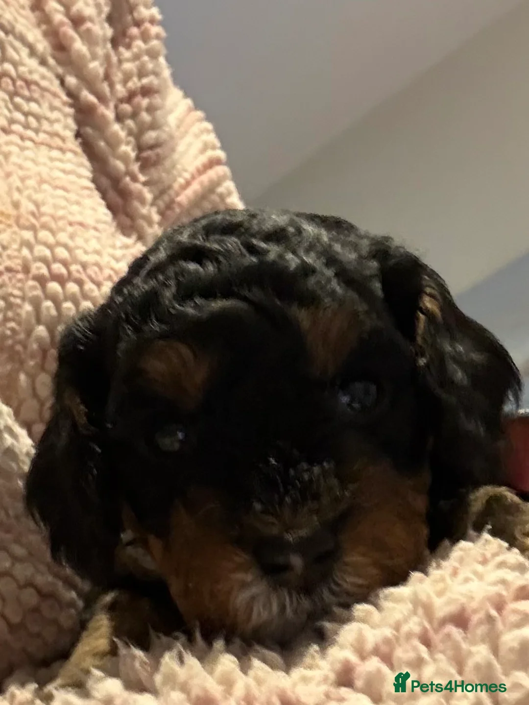 Cavapoo dogs for sale: Beautiful F1b Cavapoo Puppies - Only 3 left  - Advert 25