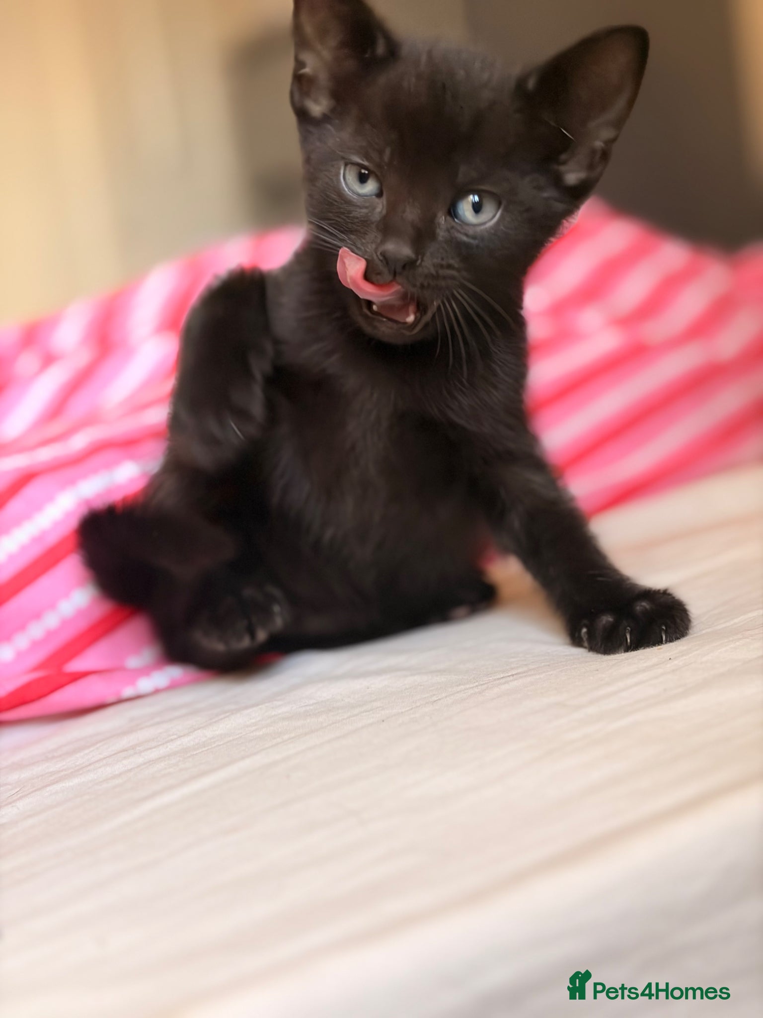 Mixed Breed cats for sale: Beautiful Russian Blue Cross/Snowshoe-Type Kittens - Advert 8