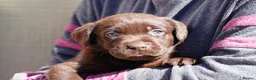 Labrador Retriever dogs for sale: Chocolate Labrador puppies Kc reg health tested - Advert 8