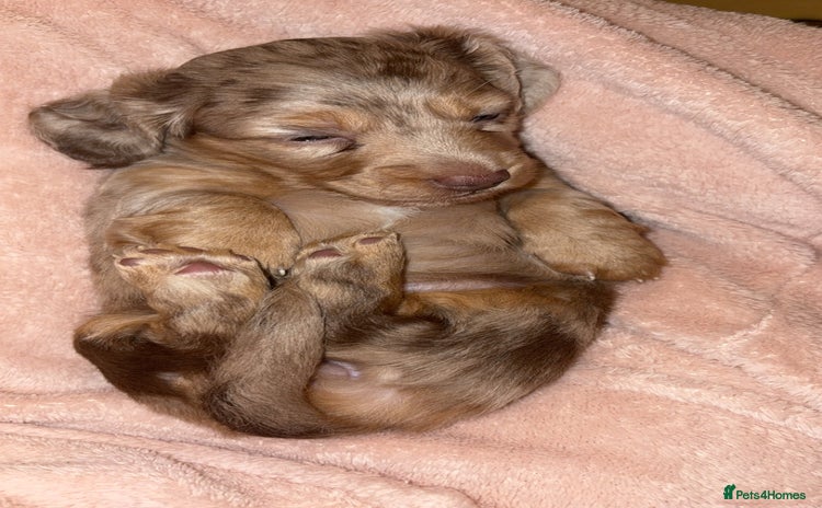 Miniature Dachshund dogs - Advert 1