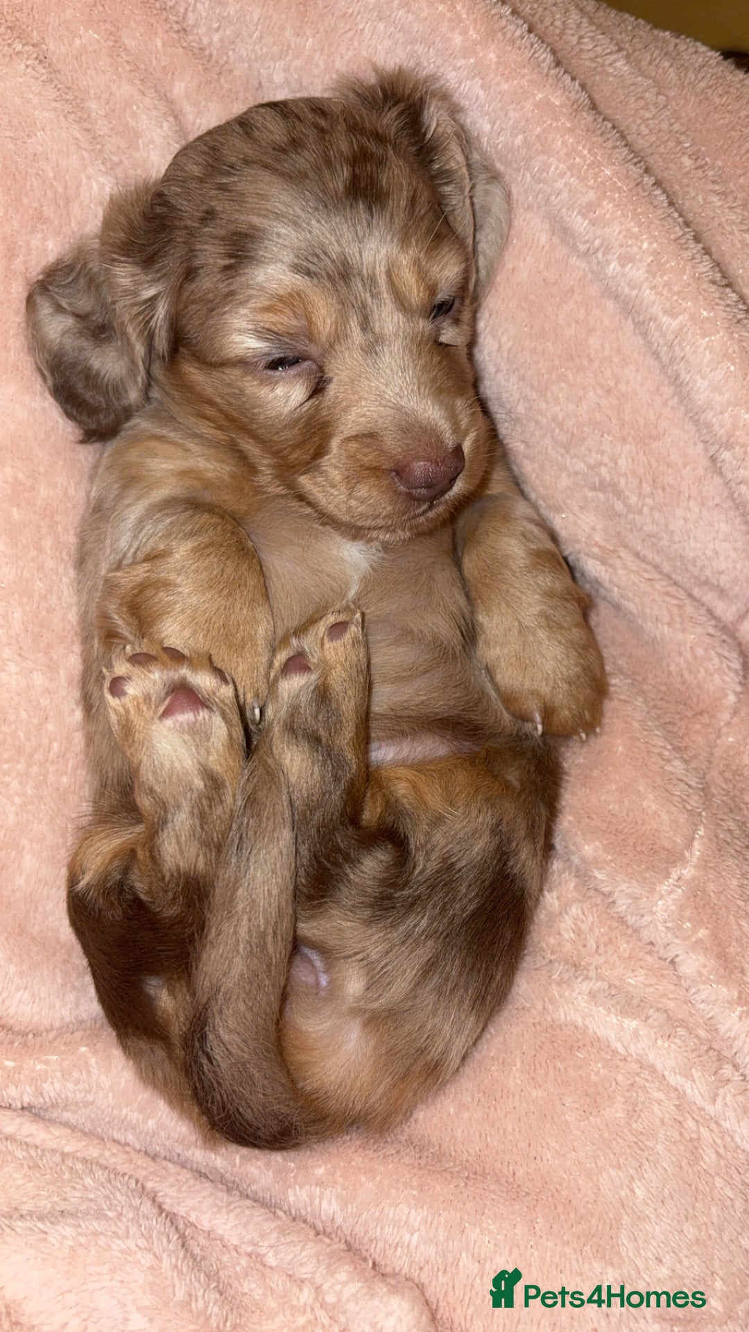 Miniature Dachshund dogs for sale: 🐶 Beautiful Longhaired miniature dachshund pups  - Image 1