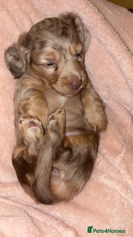 Miniature Dachshund dogs - Advert 1