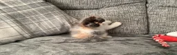 Persian cats for sale: Pure Persian Kitten - Advert 5