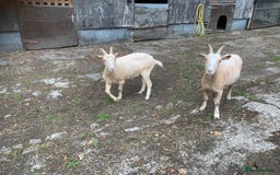 Goats livestock for sale: Golden gurnsey nanny’s  - Image 1