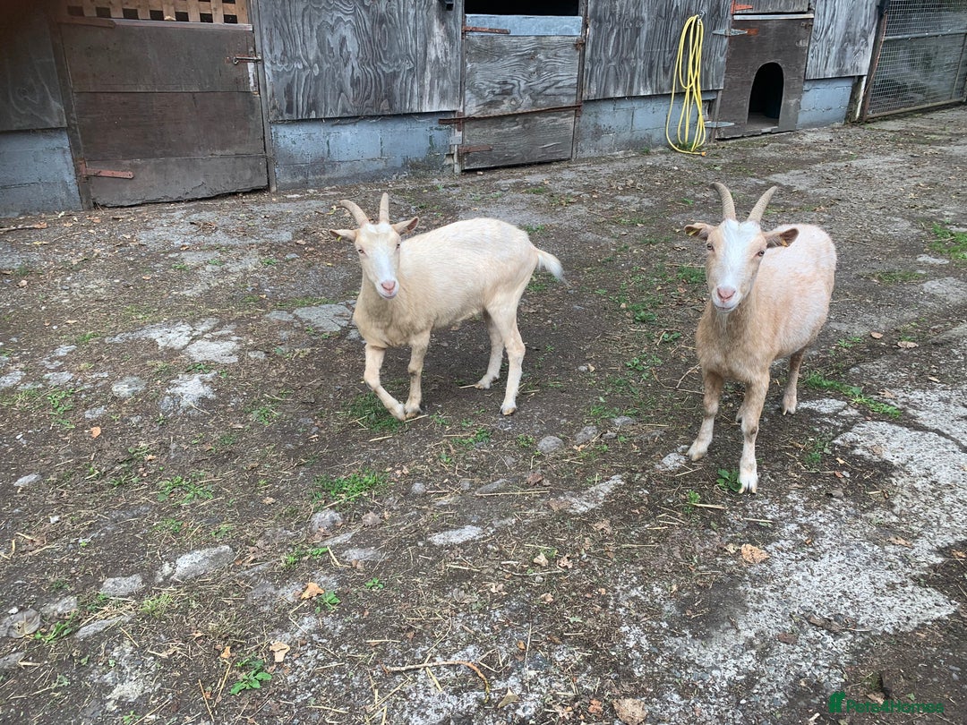 Goats livestock for sale: Golden gurnsey nanny’s  - Image 1