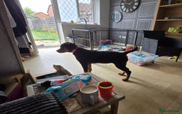 Rottweiler dogs for sale: Miss connelly  - Image 2
