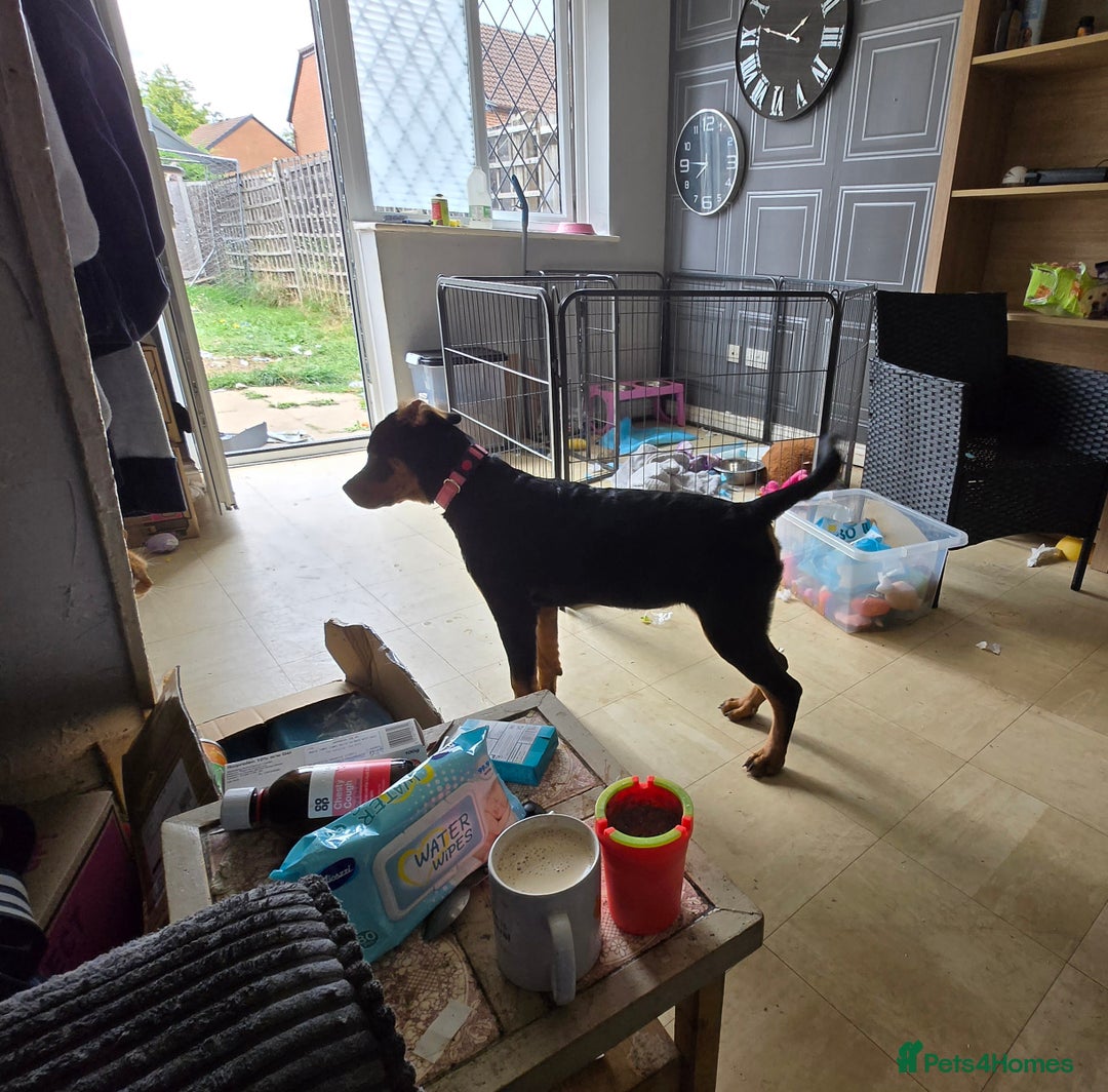 Rottweiler dogs for sale: Miss connelly  - Image 2