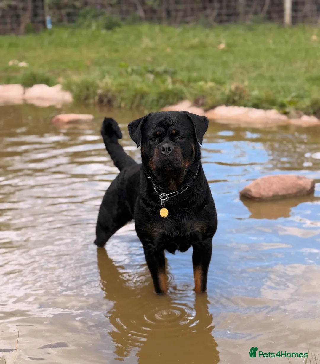 Rottweiler dogs for sale: Expecting Rottweiler pups - ready end of May  - Advert 21