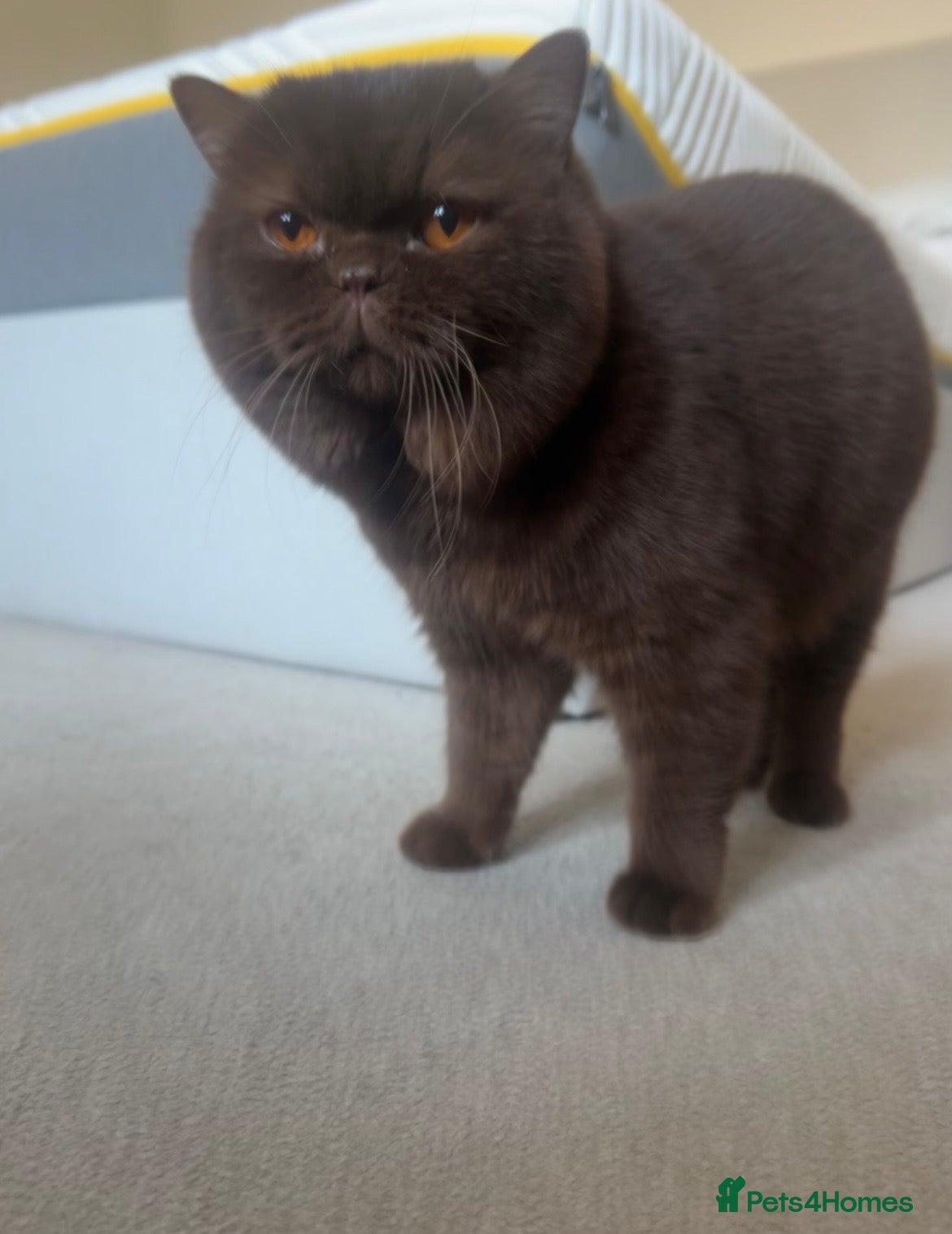 British Shorthair cats Active chocolate British short hair male - Advert 1