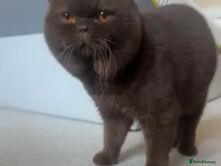 British Shorthair cats Active chocolate British short hair male - Advert 1