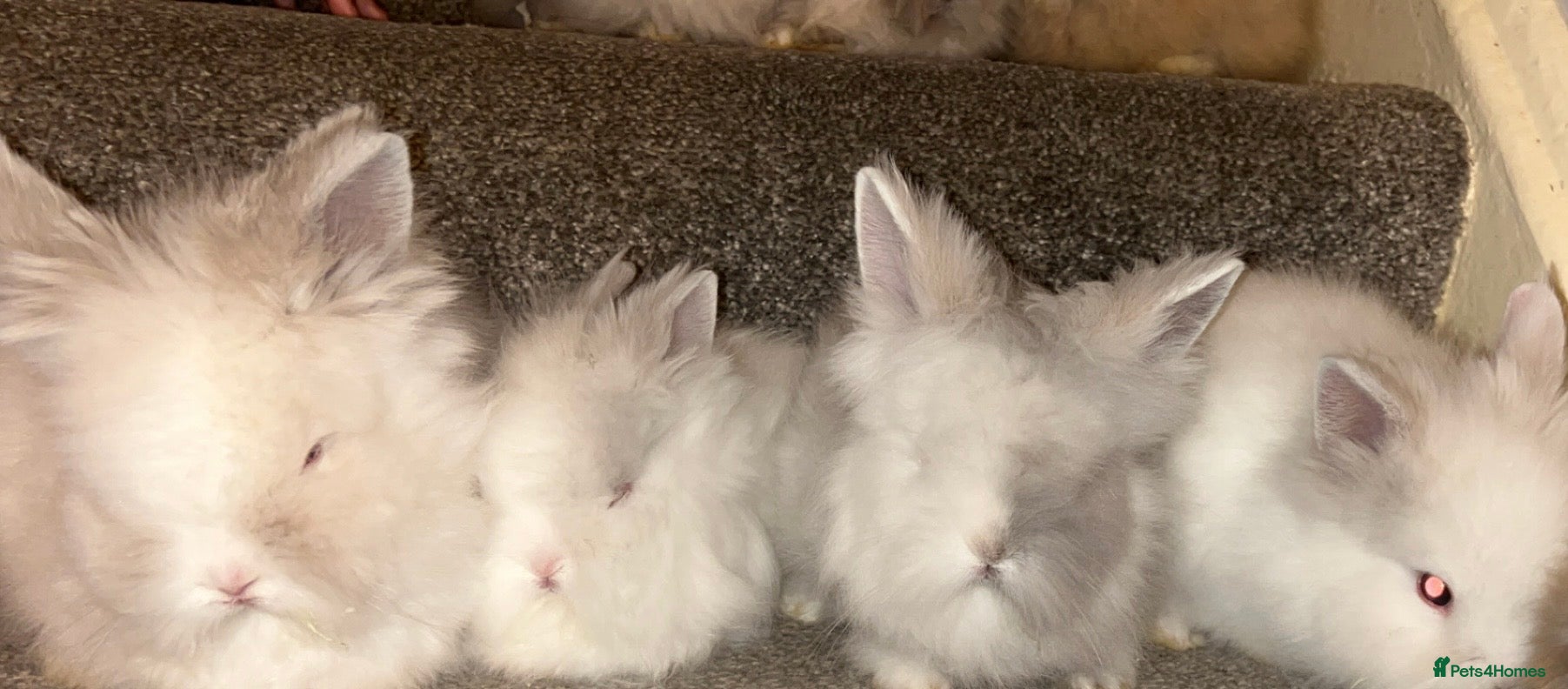 Lionhead rabbits Double maned Lionhead rabbits  - Advert 2