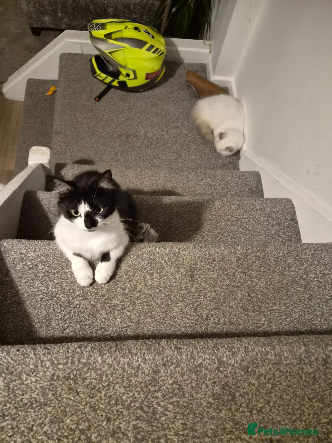 Mixed Breed cats for sale: Our 2 year old Ruby  - Advert 2
