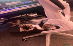 European cats for sale: 4 Cute & Cuddly Kittens Ready For Forever Home - Image 30