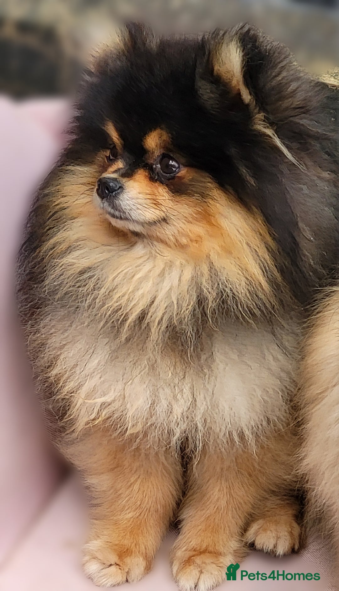 Pomeranian dogs for stud: Kc Pomeranian For Stud Duties - Advert 2