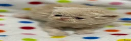 Persian cats for sale: GCCF registered Persian kittens  - Advert 5