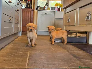 Labrador Retriever dogs Fox red labradors. ONLY 2 MALE AVAILABLE - Advert 14