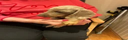Miniature Dachshund dogs for sale: Magnificent dachshund puppies for sale  - Advert 12