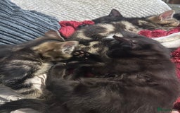 Domestic Shorthair cats for sale: beautiful kittens for loving new homes immediately - Advert 4