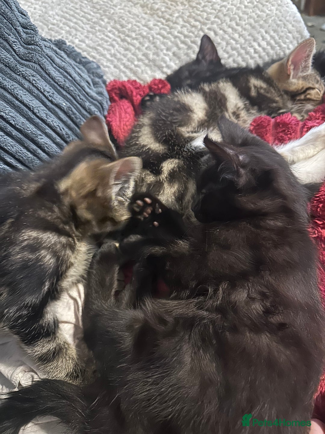 Domestic Shorthair cats for sale: beautiful kittens for loving new homes immediately - Advert 4
