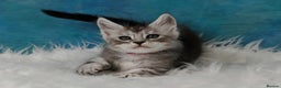 Maine Coon cats for sale: Shaded line Maine Coon kittens - Advert 10