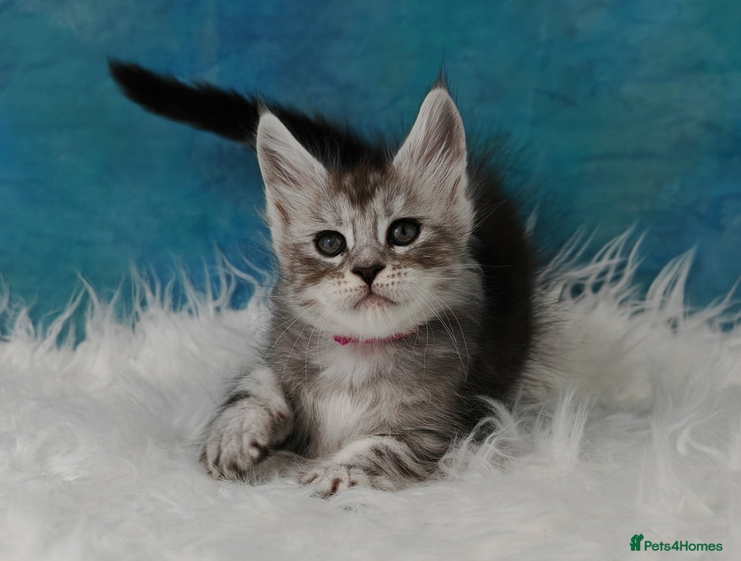 Maine Coon cats for sale: Shaded line Maine Coon kittens - Advert 10