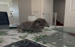 Mini Lion Lop rabbits for sale: Pure mini lion lop bunnies  in Witham - Image 6