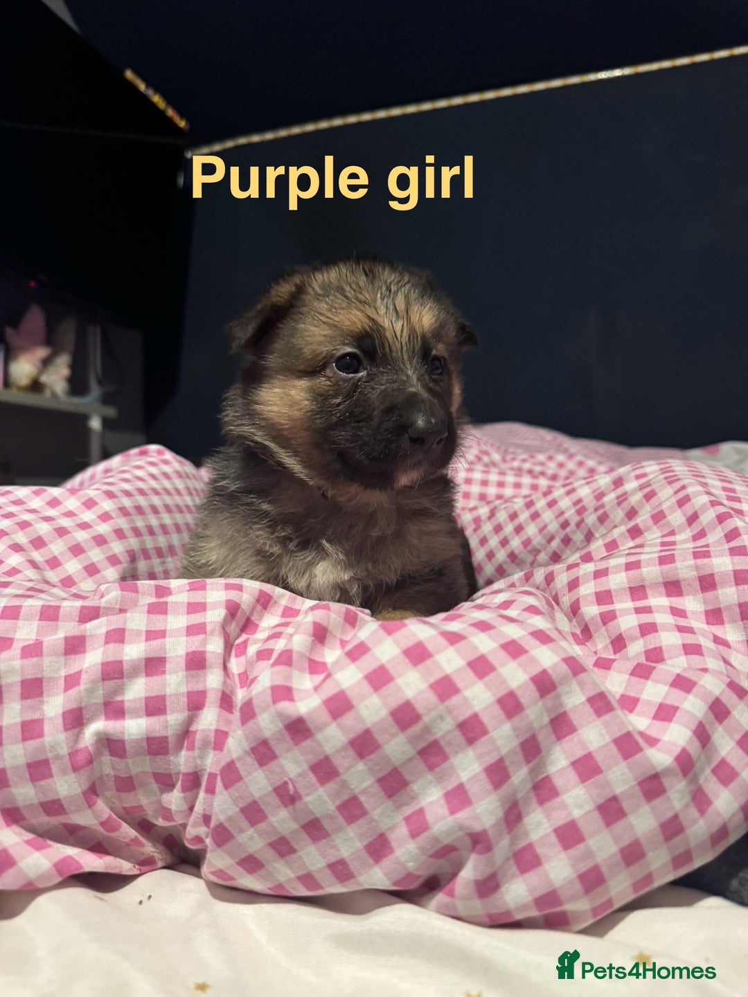 German Shepherd dogs for sale: Gorgeous German shepherd pups - Advert 10