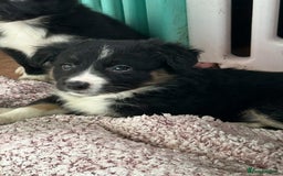 Border Collie dogs for sale: Border collies - Advert 10