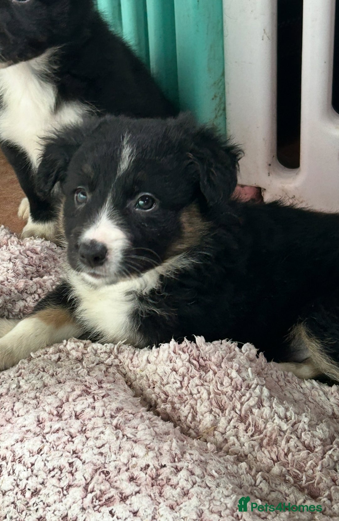 Border Collie dogs for sale: Border collies - Advert 10
