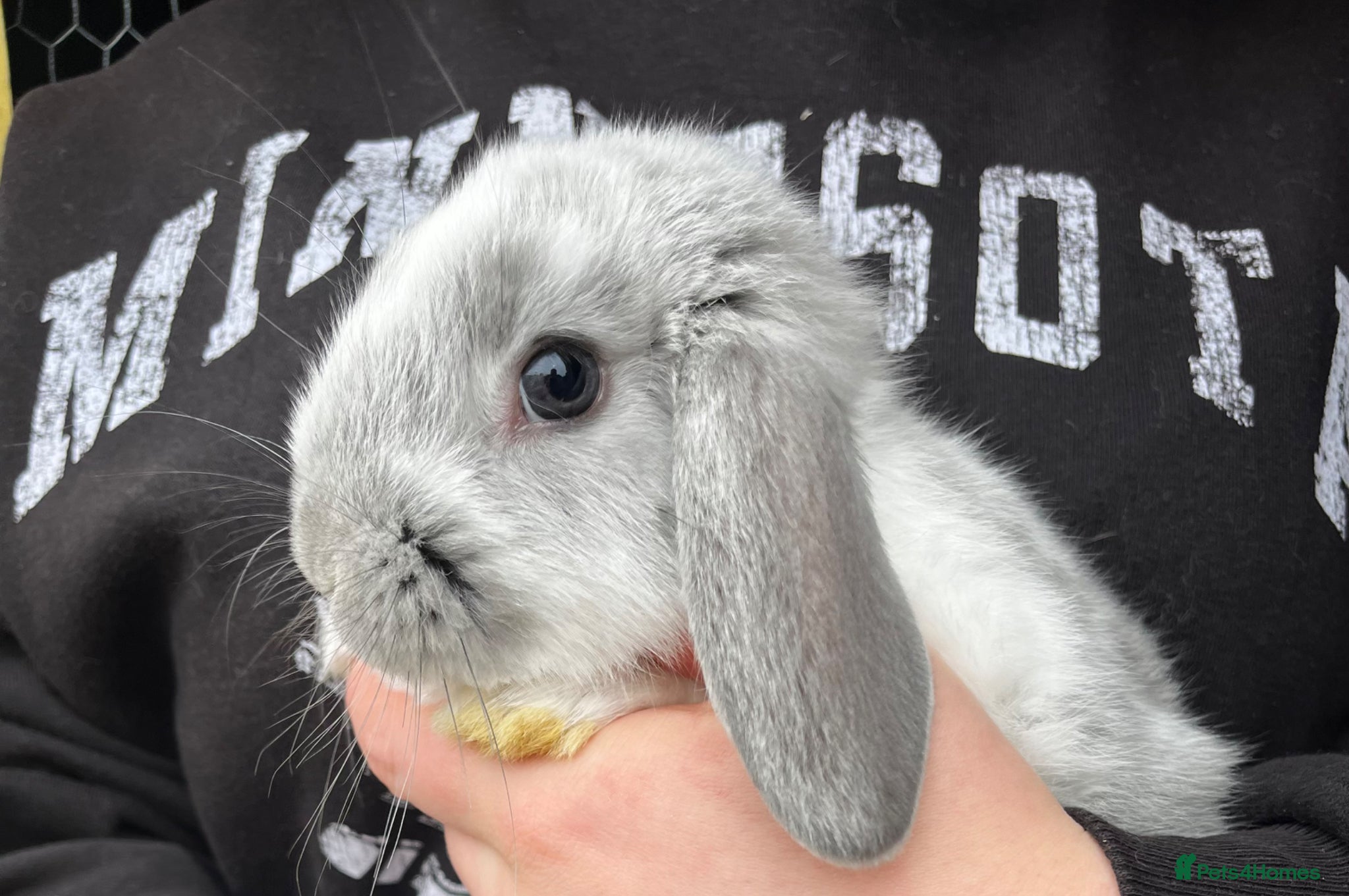 Mini Lop rabbits Beautiful Lop ear Rabbits - Advert 1