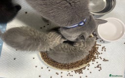 British Shorthair cats for sale: British shorthair kittens responsibly bred - Image 26