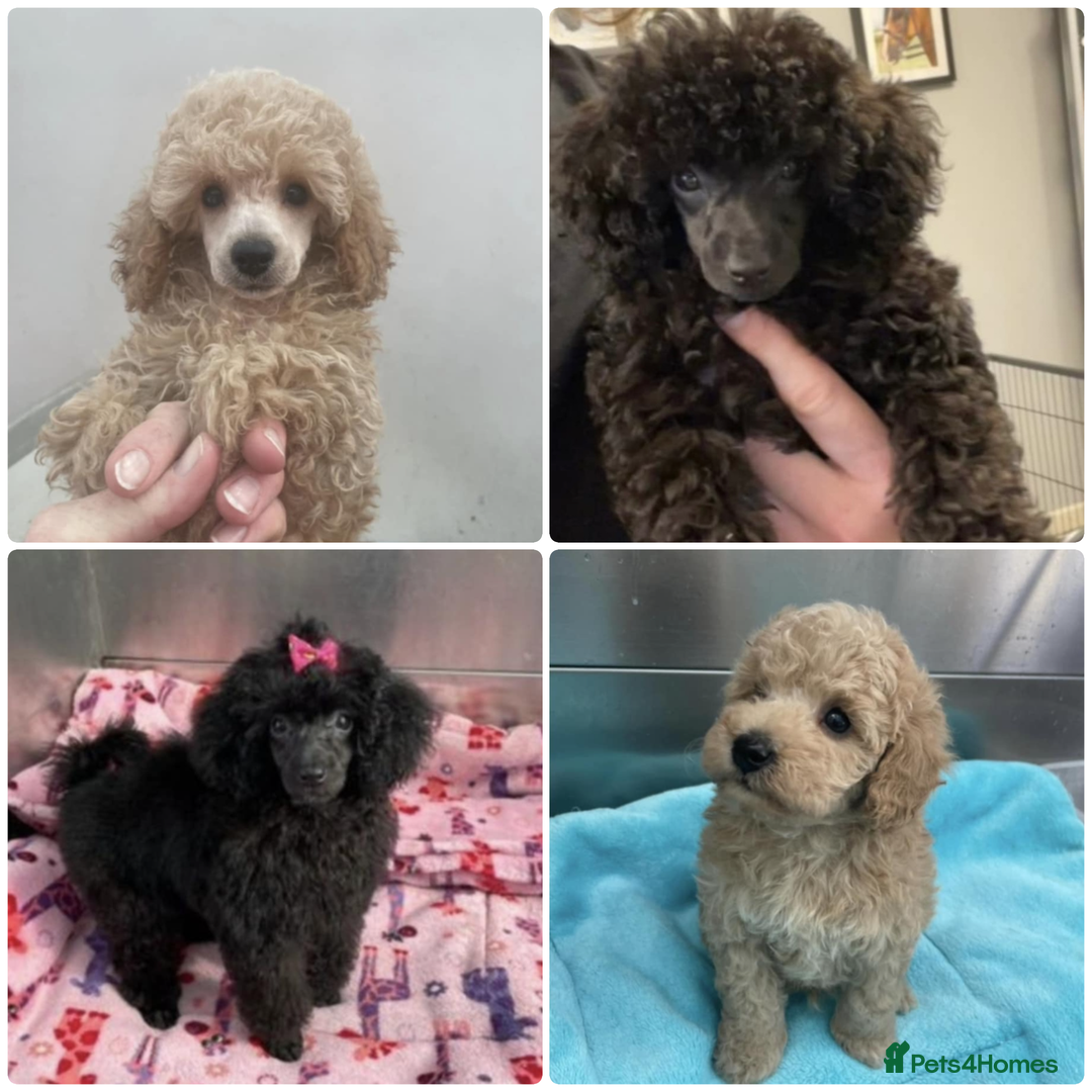 Toy Poodle dogs for stud: KC Registered Blue Silver Phantom Health Tested  in Preston - Image 3
