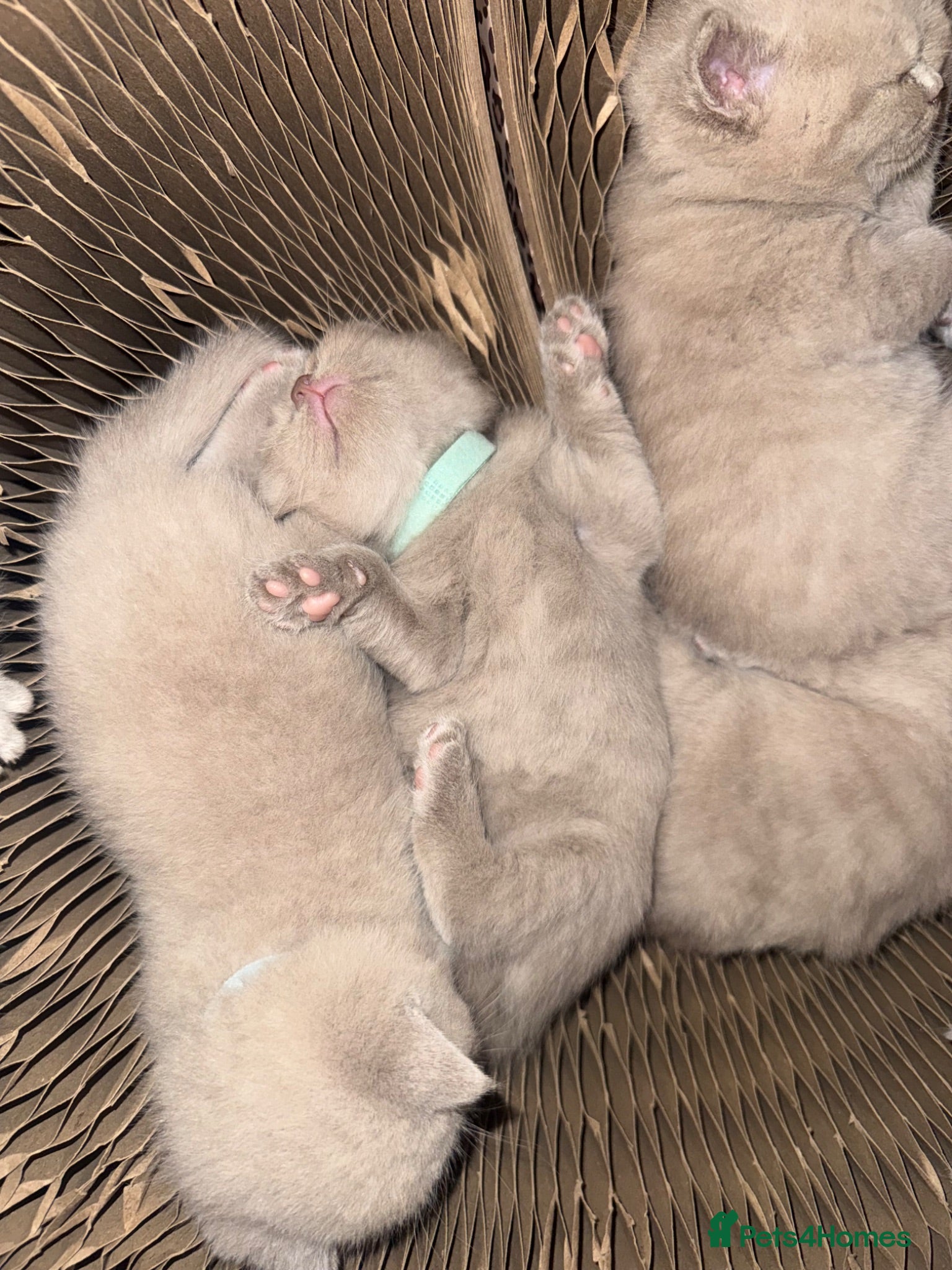 British Shorthair cats for sale: Supreme Champion Line British Shorthair Kittens - Advert 1