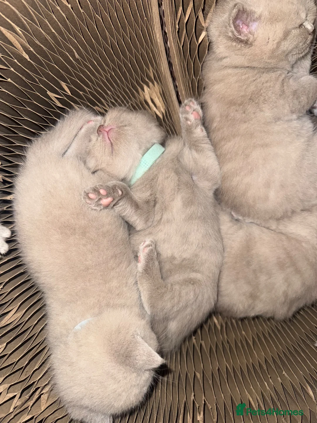 British Shorthair cats for sale: Supreme Champion Line British Shorthair Kittens - Advert 1