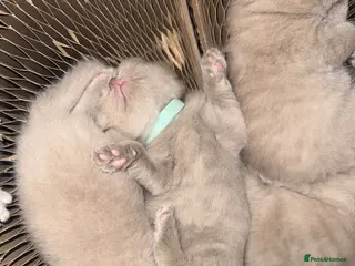 British Shorthair cats for sale: Supreme Champion Line British Shorthair Kittens - Advert 1