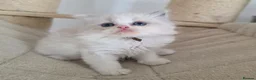 Persian cats for sale: Persian x Ragdoll girls in Bicester - Advert 9