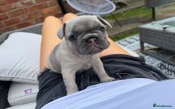 French Bulldog dogs for sale: French bulldog puppies  - Image 10