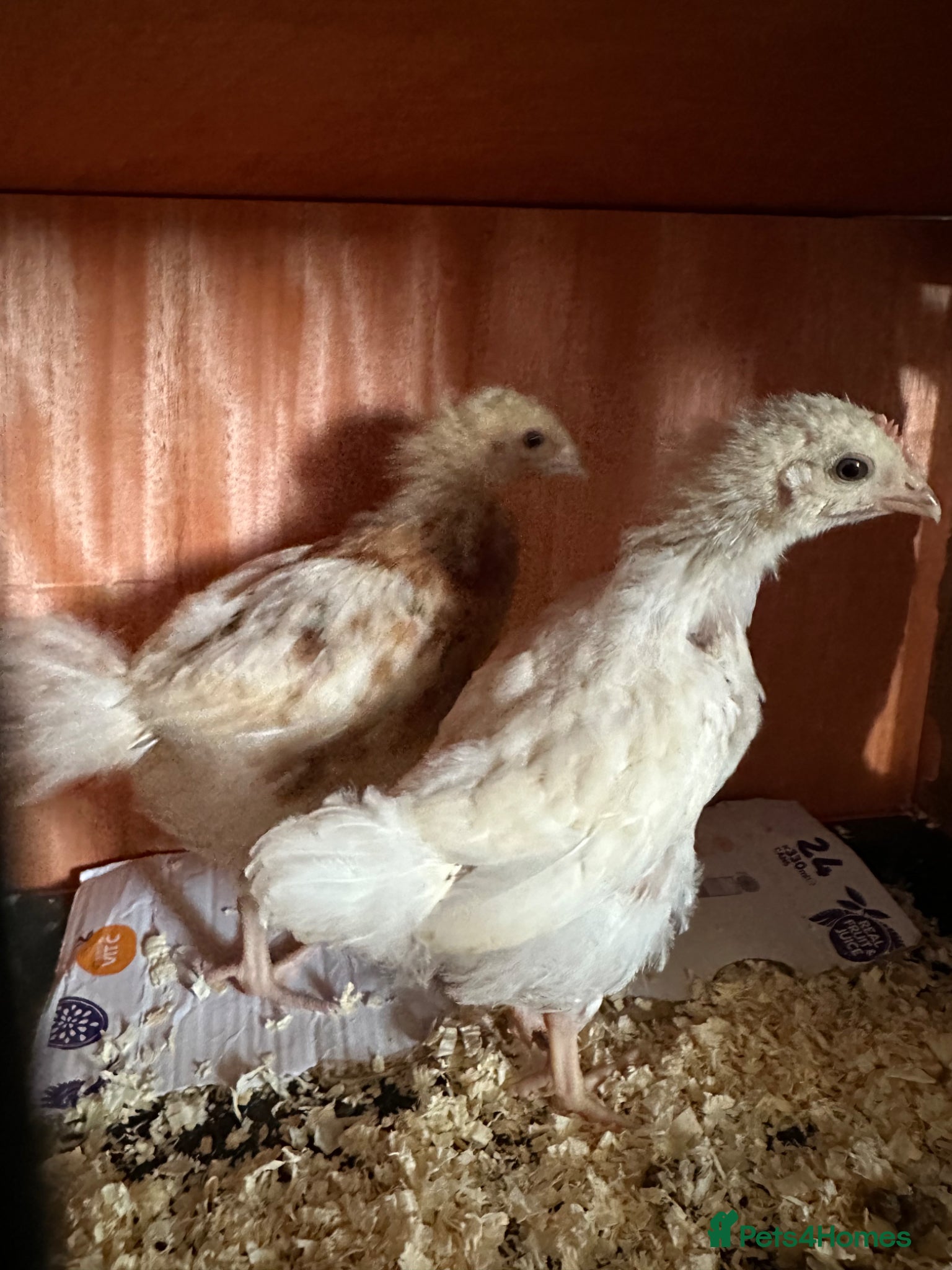 Chickens poultry 2 Chicks with coop  - Advert 2