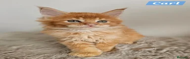 Maine Coon 5