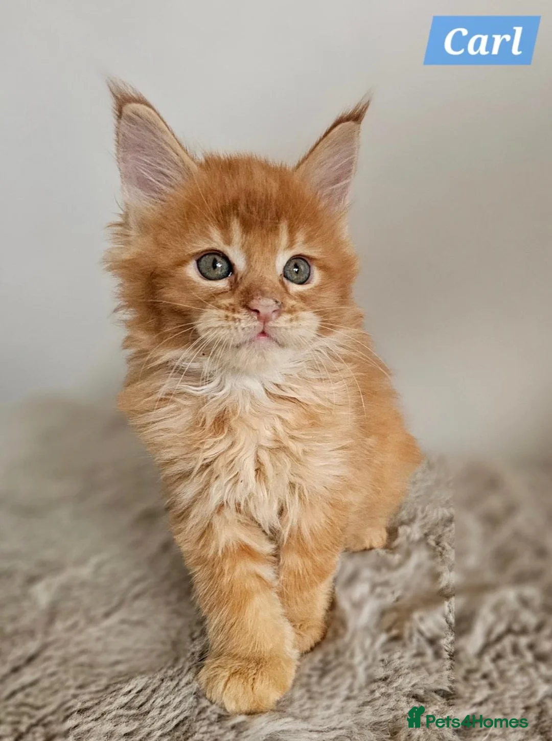 Maine Coon cats for sale: Exceptional red Maine Coon boys - Advert 2