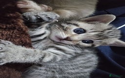 Bengal cats for sale: Beautiful Kittens for Sale - Image 7